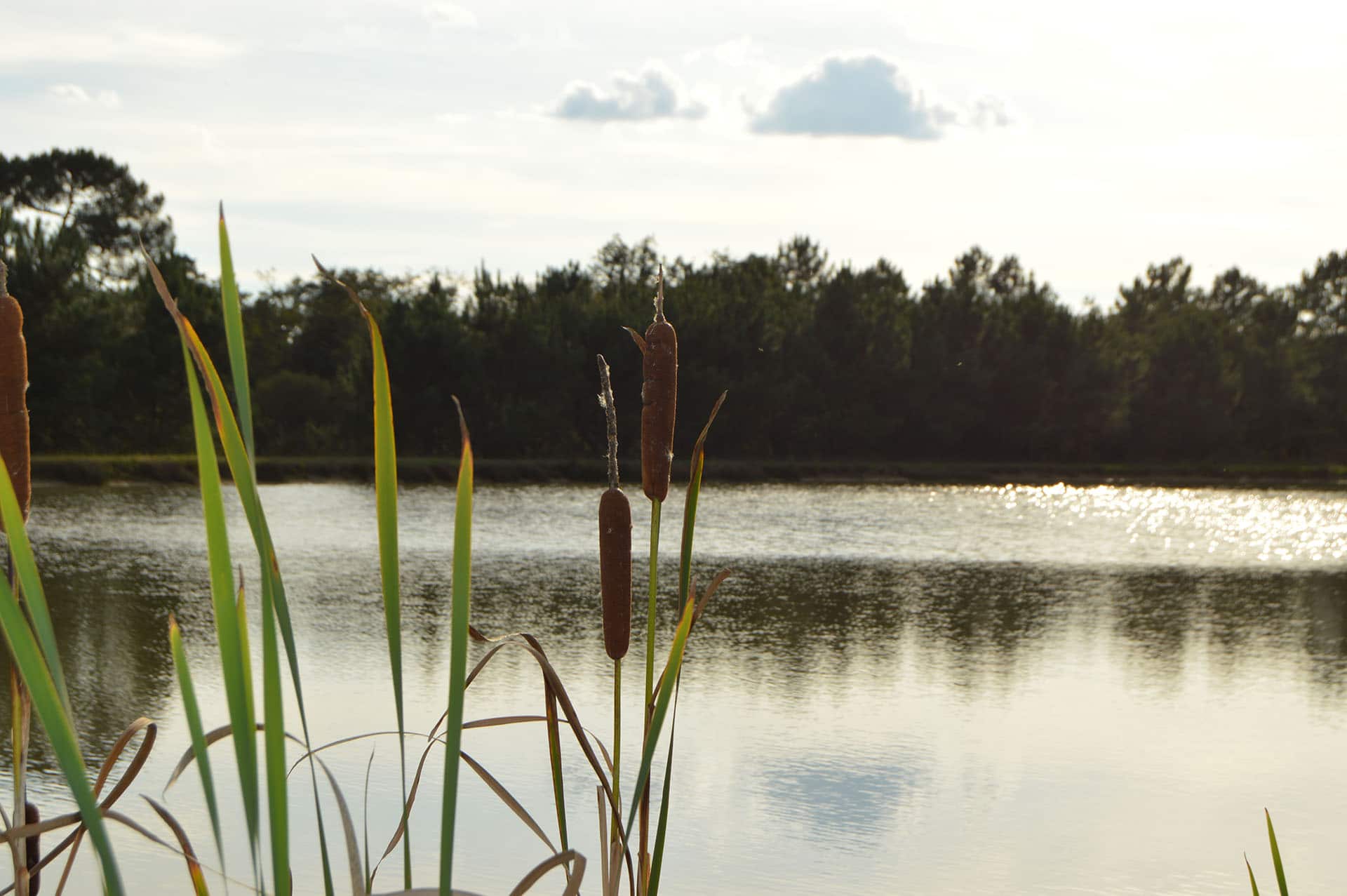 Reflets sur l'étang