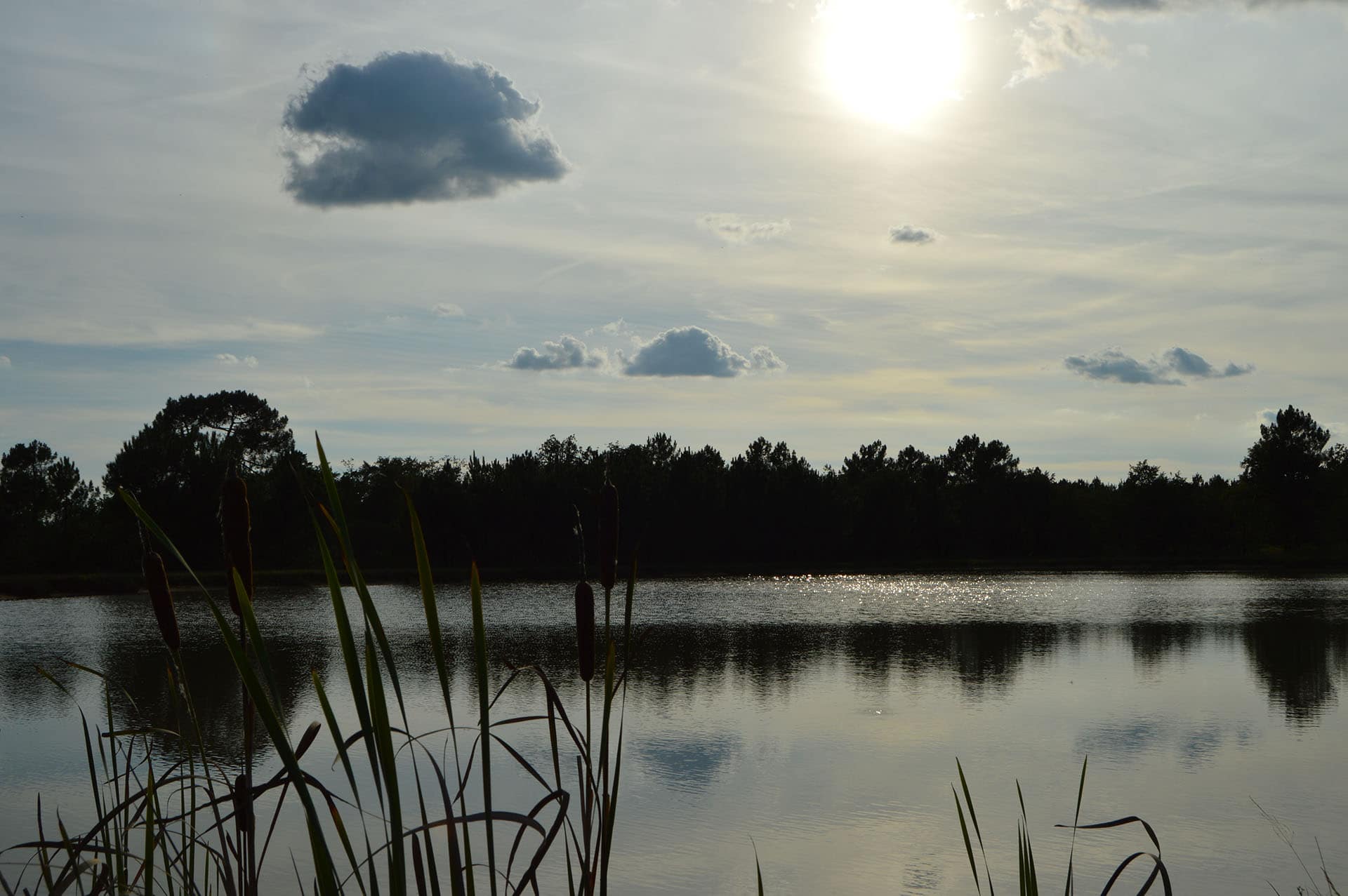 Nature autour de l'étang